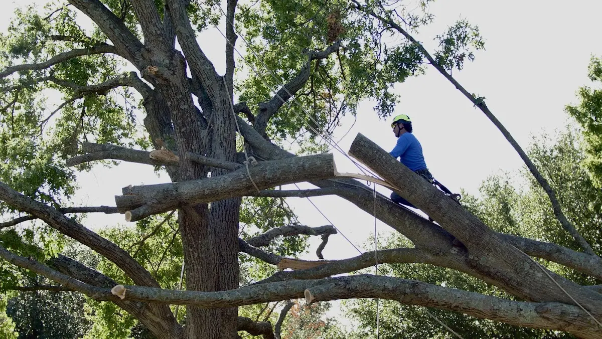 Professional Hazardous Tree Removal performed by certified arborists in Elberfeld